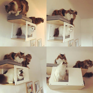 Cat Wall Shelf Bed - Wally Tunnel Mini - Scratchy Things Premium Pet Furniture