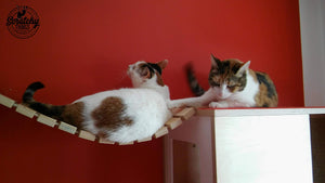 Cat Wall Bridge Shelf Step - Wally Bridge (Solo - 1-Step mount) - Scratchy Things Premium Pet Furniture