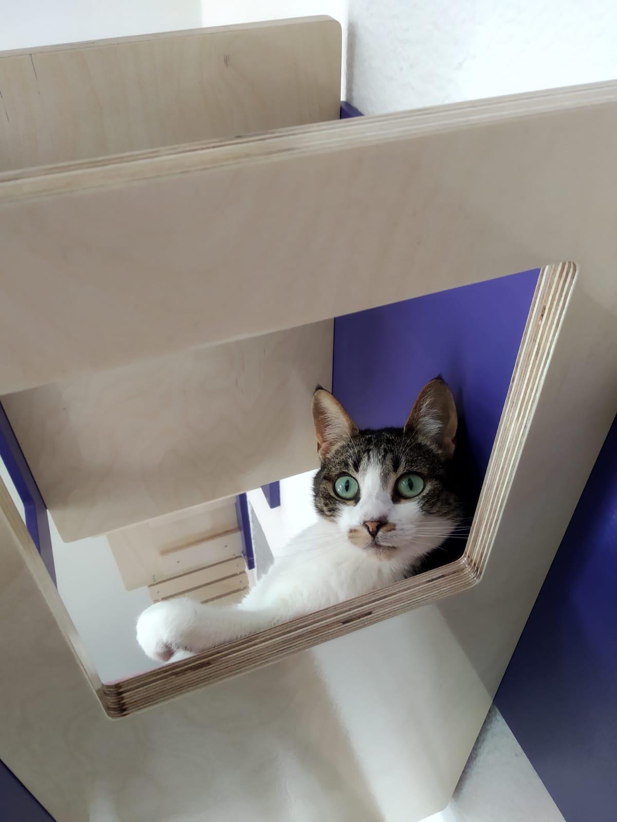 Cat Wall Shelf Bed - Wally Stacker - Scratchy Things Premium Pet Furniture