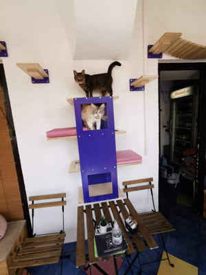 Cat Wall Shelf Bridge Bed Bundle - Purple Bundle - Scratchy Things Premium Pet Furniture