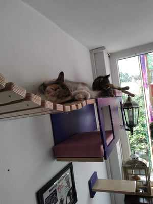 Cat Wall Shelf Bridge Bed Bundle - Purple Bundle - Scratchy Things Premium Pet Furniture