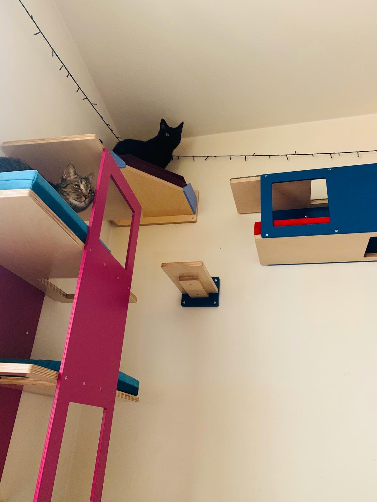 Cat Wall Shelf Bridge Bed Bundle - Splash of Color Bundle - Scratchy Things Premium Pet Furniture