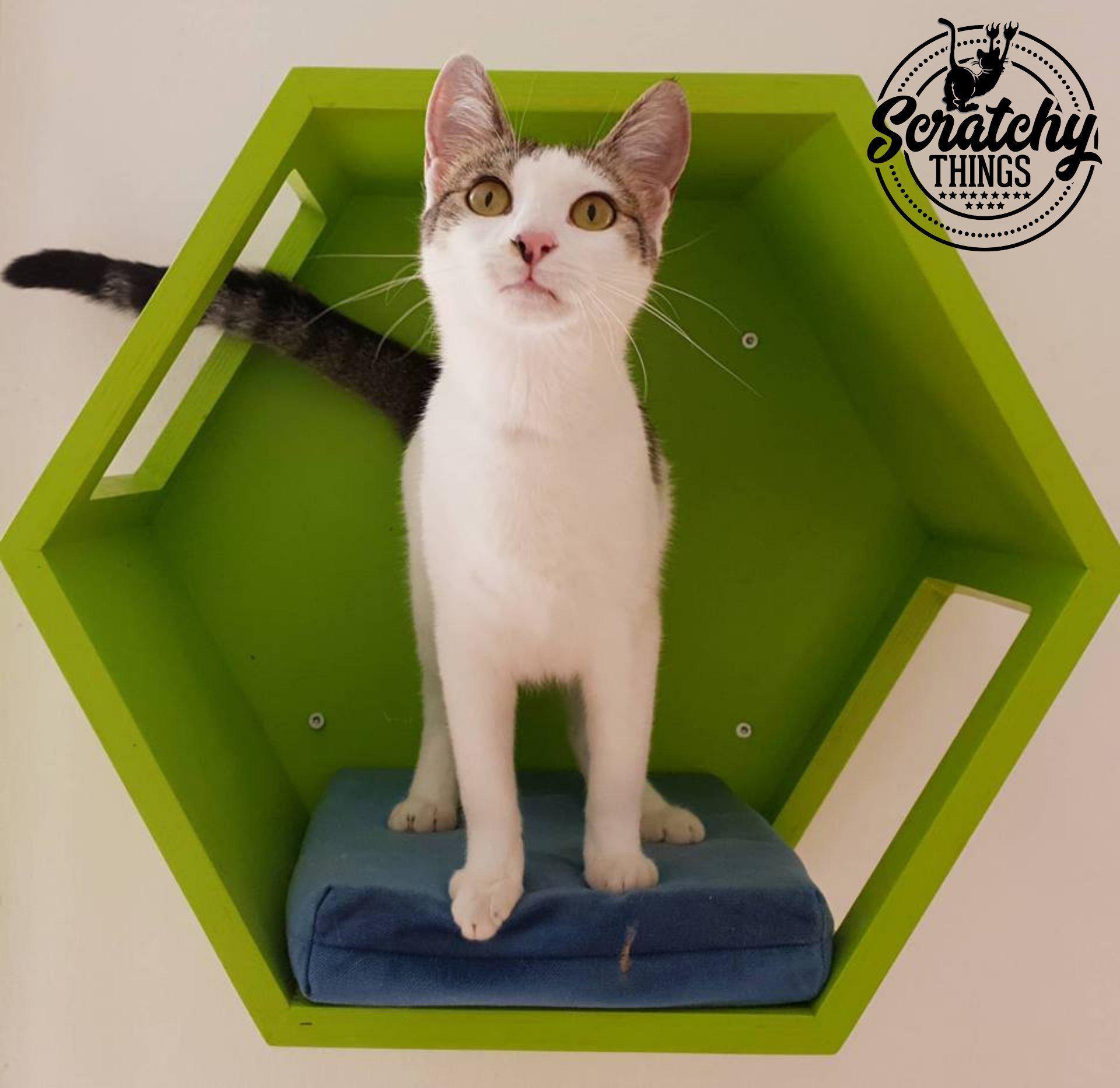 Cat Wall Shelf Hexagonal Bed - Wally Hex 25 - Scratchy Things Premium Pet Furniture