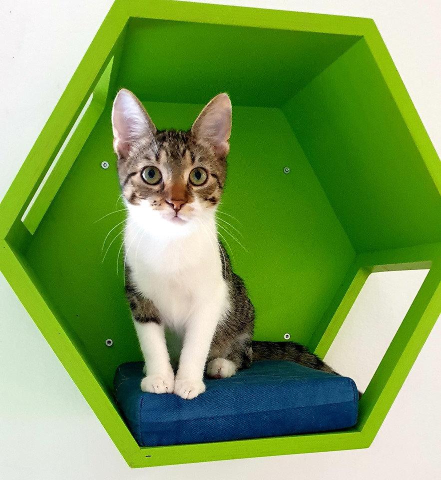 Cat Wall Shelf Hexagonal Bed - Wally Hex 25 - Scratchy Things Premium Pet Furniture