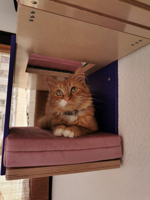 Cat Wall Shelf Step Bridge Bed Bundle - Wally Play Bundle Mini - Scratchy Things Premium Pet Furniture