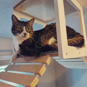 Cat Ceiling Shelf Bridge Bundle - Top Double Bridge Bundle - Scratchy Things Premium Pet Furniture