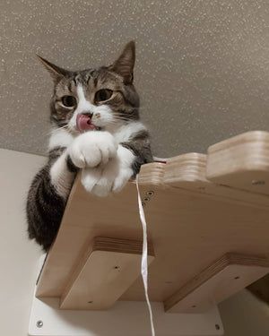 Cat Ceiling Shelf Bridge Bundle - Top Double Bridge Bundle - Scratchy Things Premium Pet Furniture