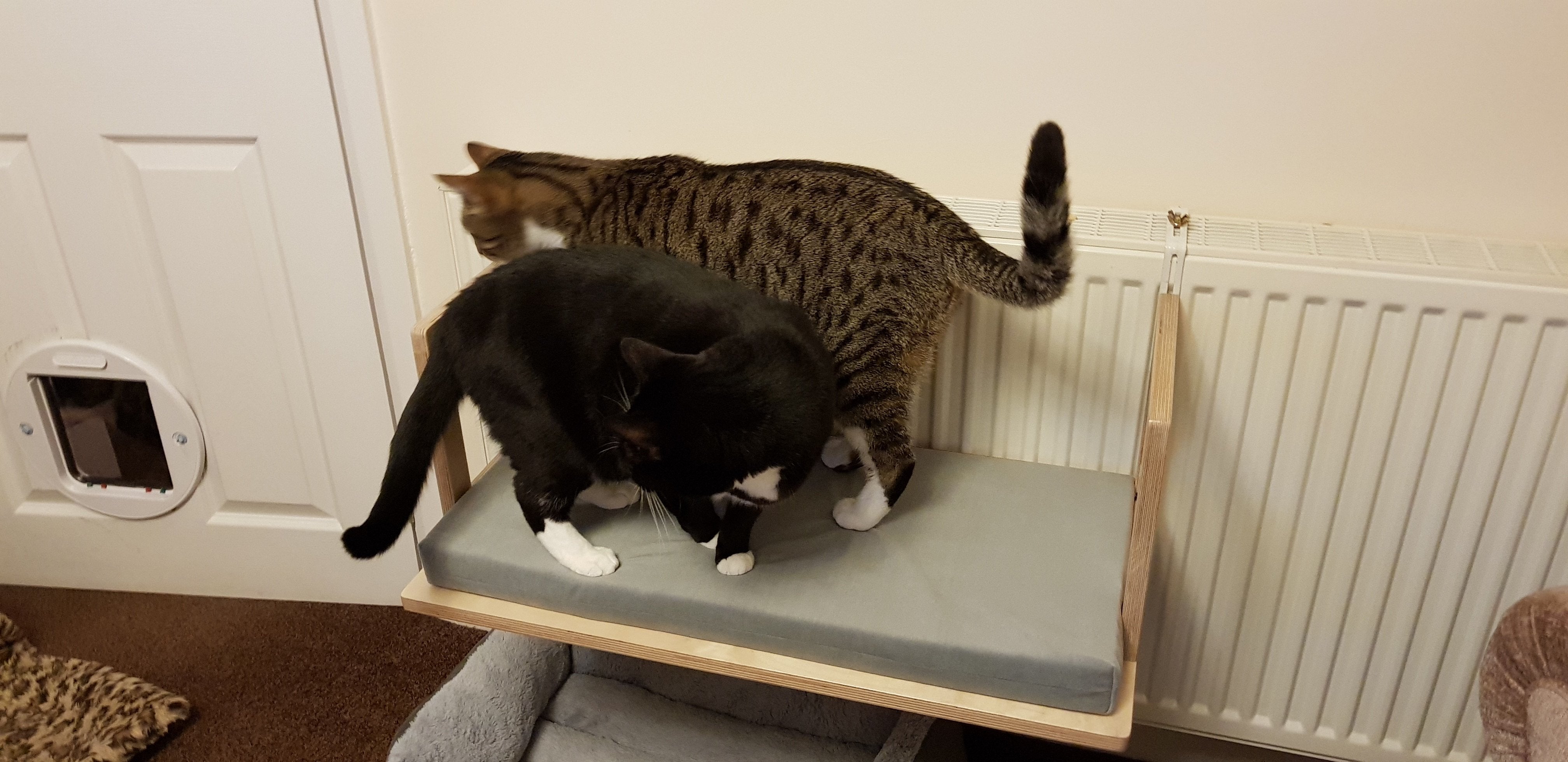 Cat Radiator Bed Hammock - Toasty BigCat Flat - Scratchy Things Premium Pet Furniture