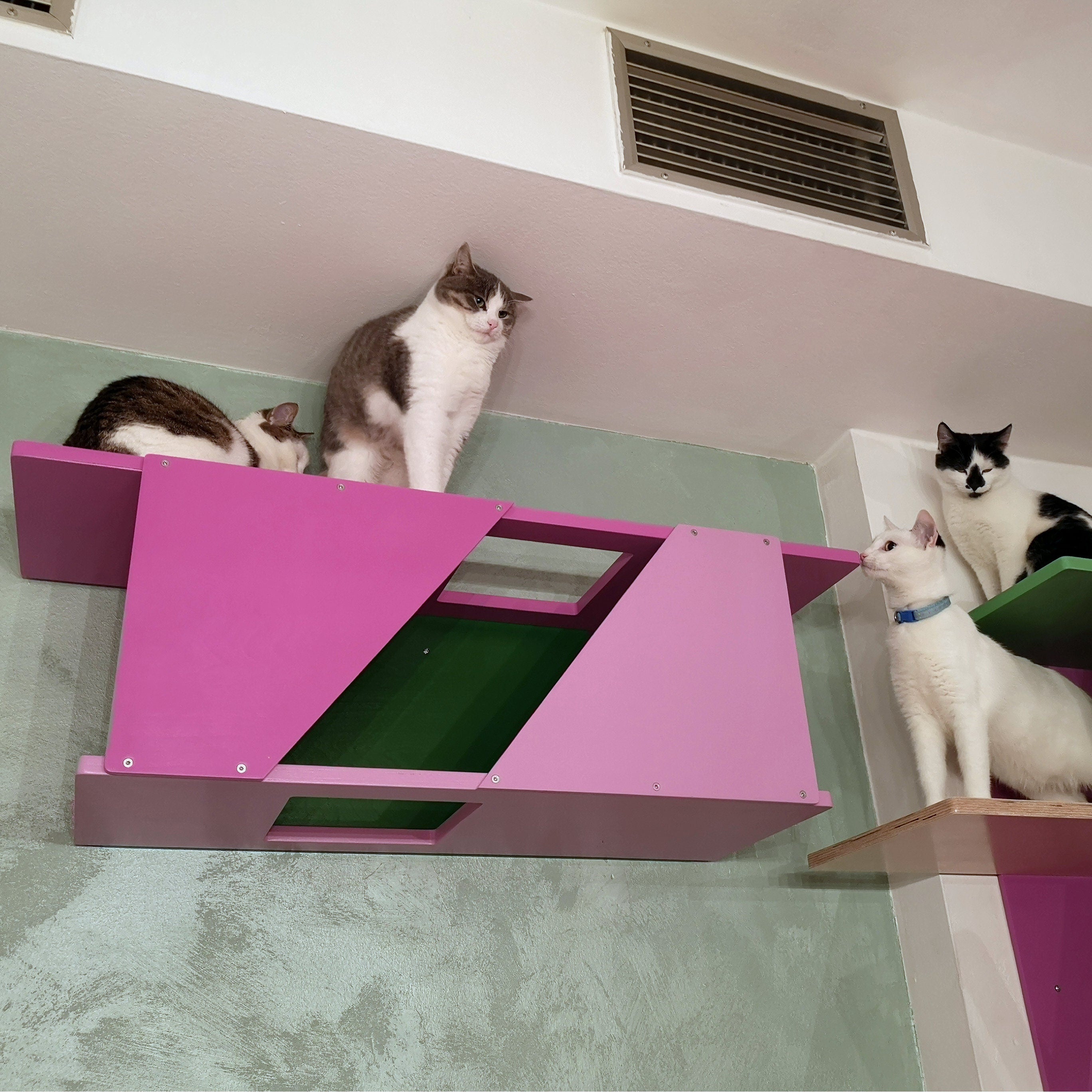 Big Cat Wall Shelf Bed Box - BigCat Sharp Tunnel - Scratchy Things Premium Pet Furniture