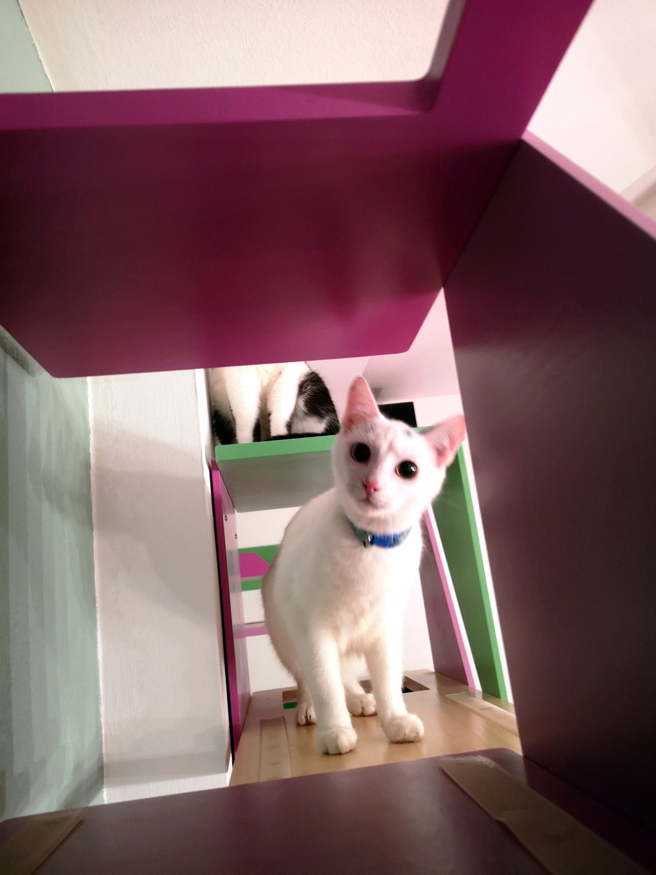 Big Cat Wall Shelf Bed Box - BigCat Sharp Stacker - Scratchy Things Premium Pet Furniture