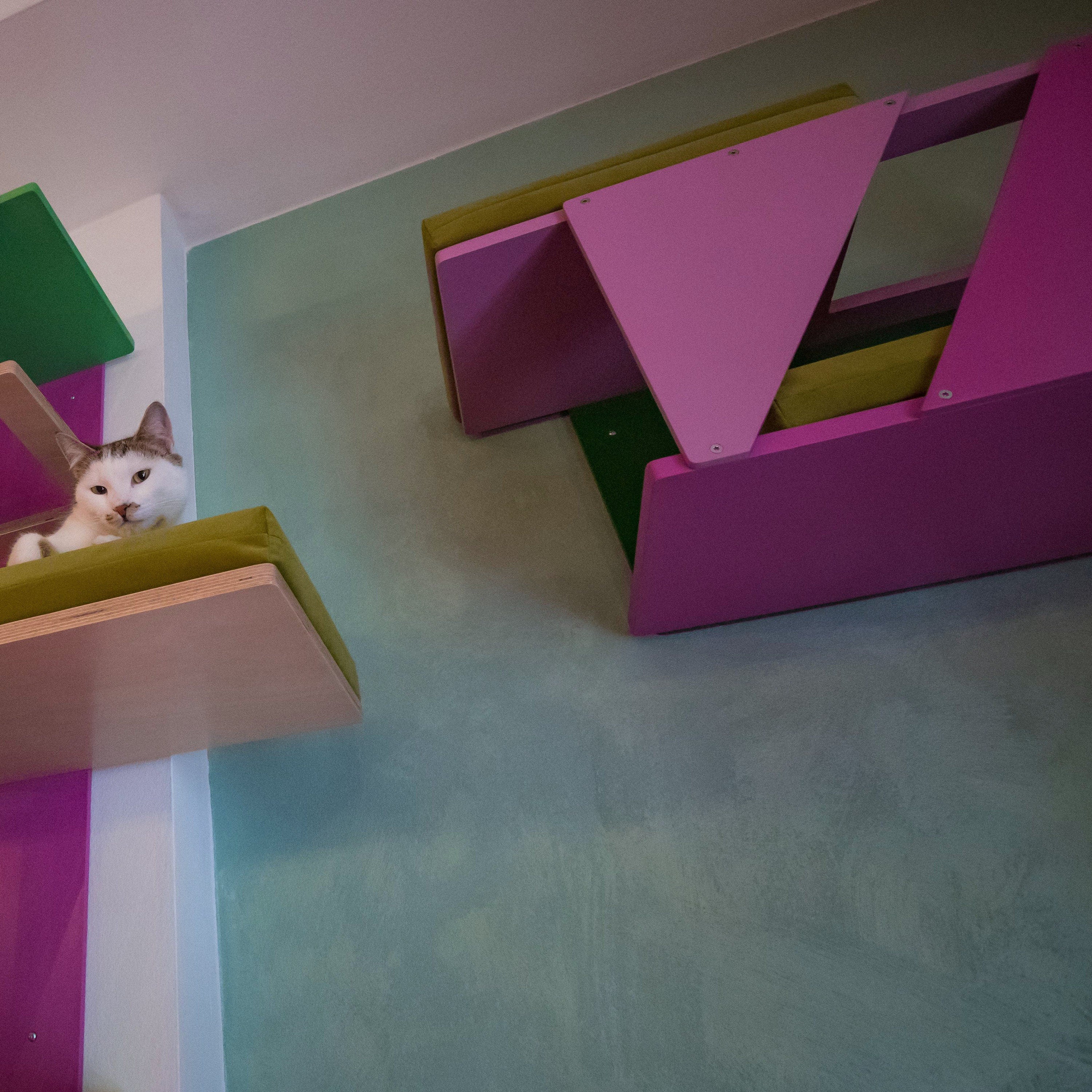 Big Cat Wall Shelf Bed Box - BigCat Sharp Tunnel Mini - Scratchy Things Premium Pet Furniture