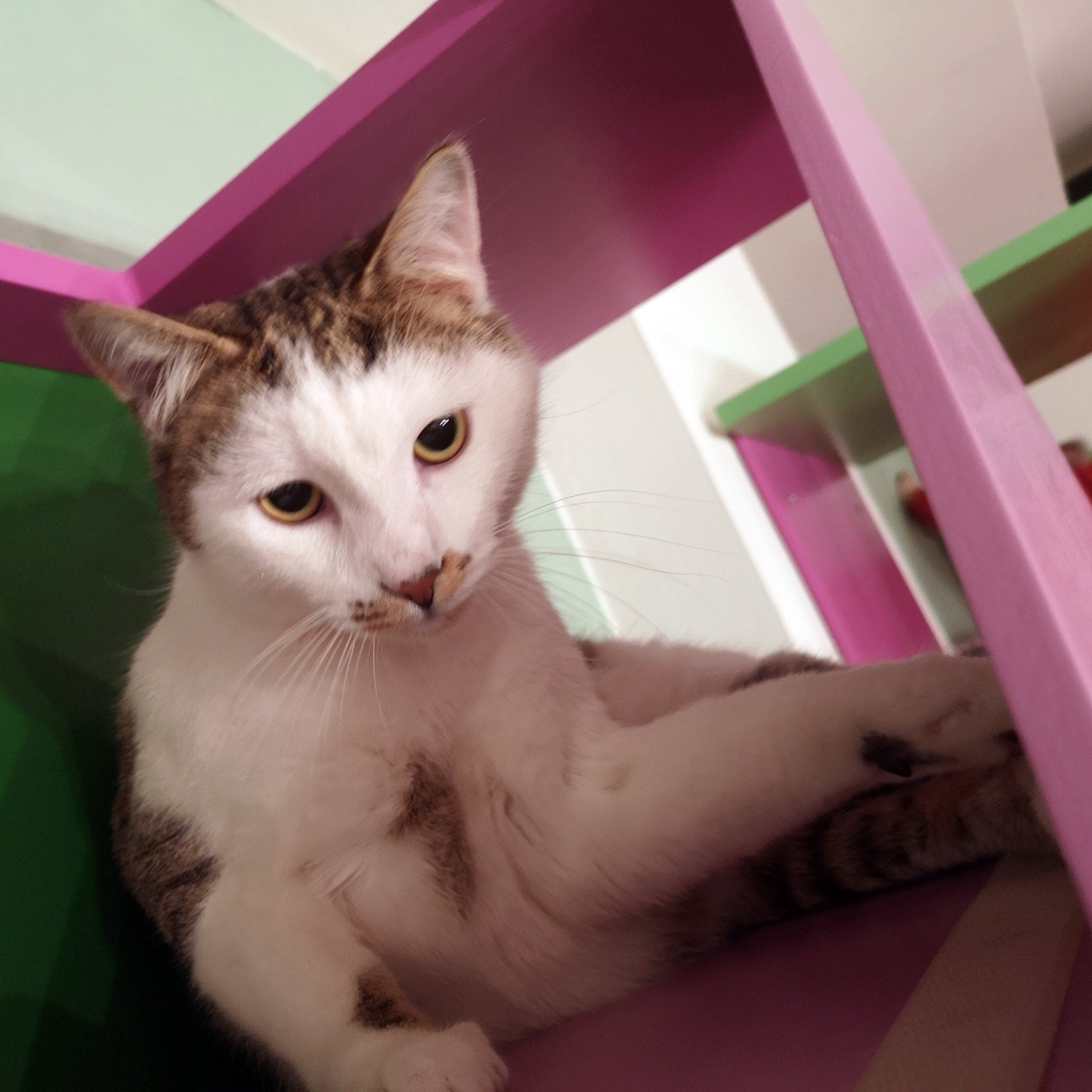 Big Cat Wall Shelf Bed Box - BigCat Sharp Tunnel Mini - Scratchy Things Premium Pet Furniture