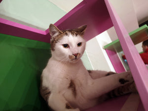 Big Cat Wall Shelf Bed Box - BigCat Sharp Tunnel - Scratchy Things Premium Pet Furniture