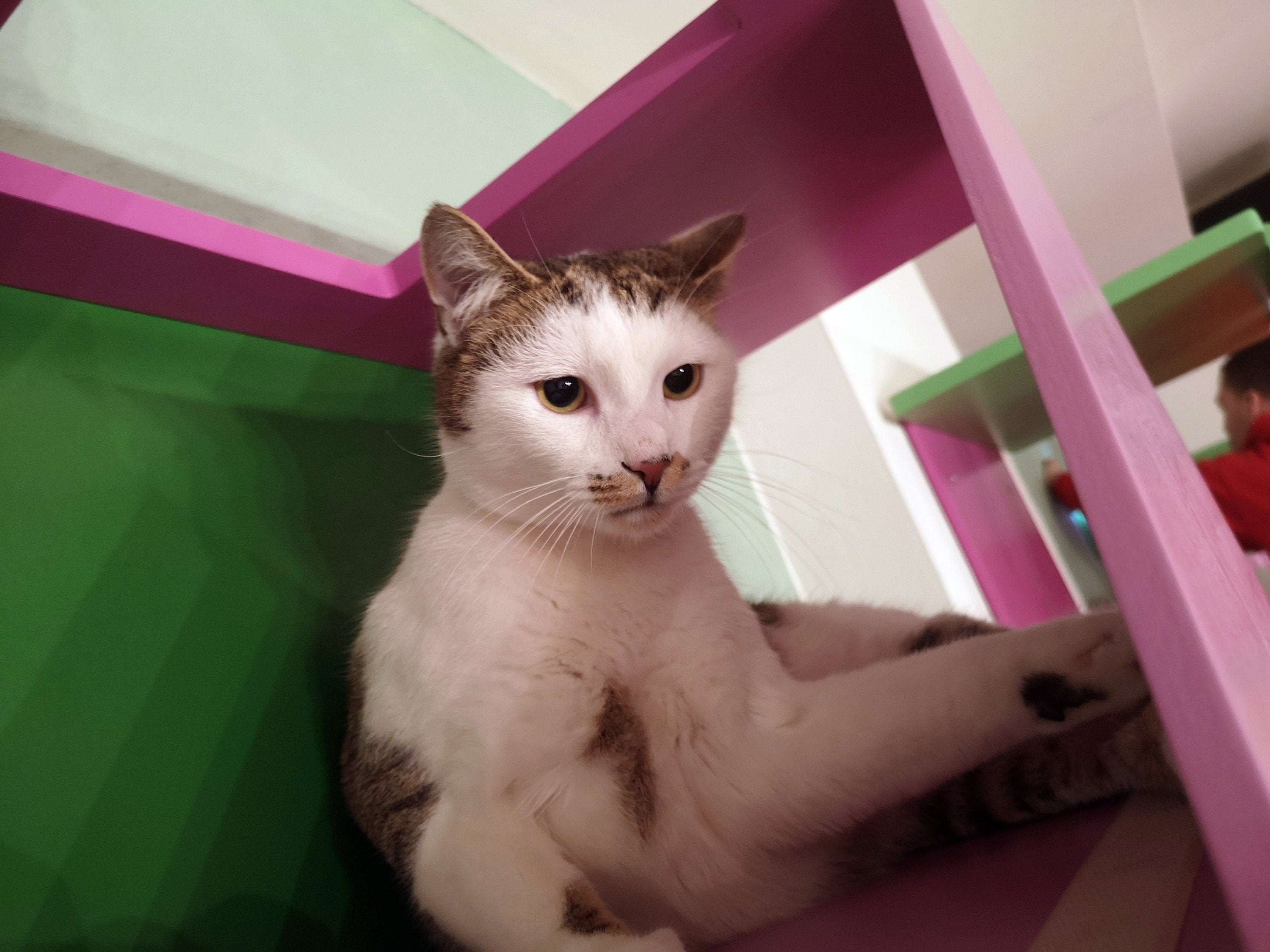 Big Cat Wall Shelf Bed Box - BigCat Sharp Tunnel - Scratchy Things Premium Pet Furniture