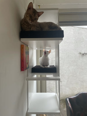 Big Cat Wall Shelf Bed - Wally BigCat Stacker - Scratchy Things Premium Pet Furniture