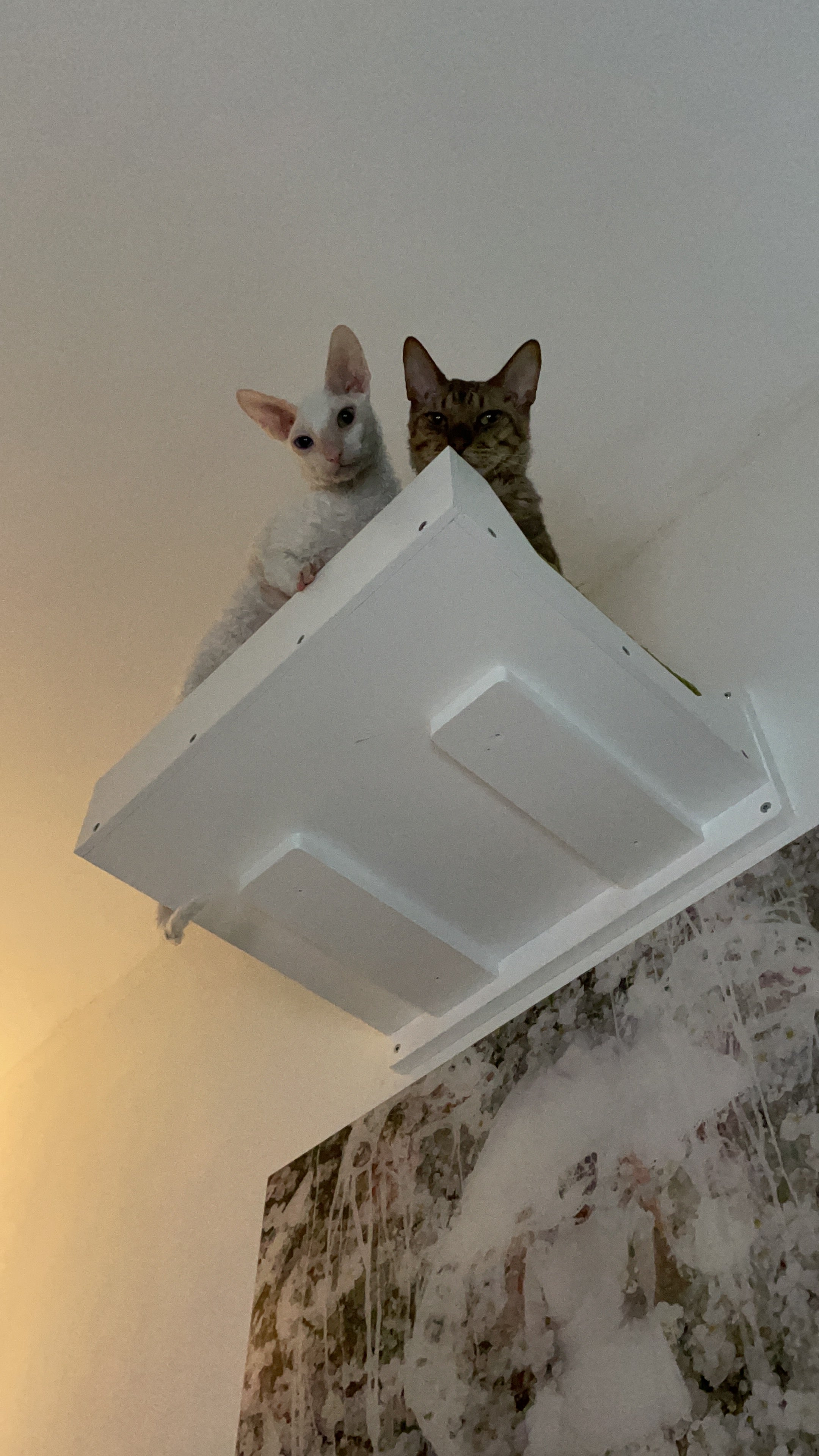 Big Cat Wall Shelf Bed - Wally BigCat Flat Plus - Scratchy Things Premium Pet Furniture