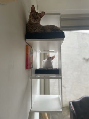 Big Cat Wall Shelf Bed - Wally BigCat Stacker - Scratchy Things Premium Pet Furniture
