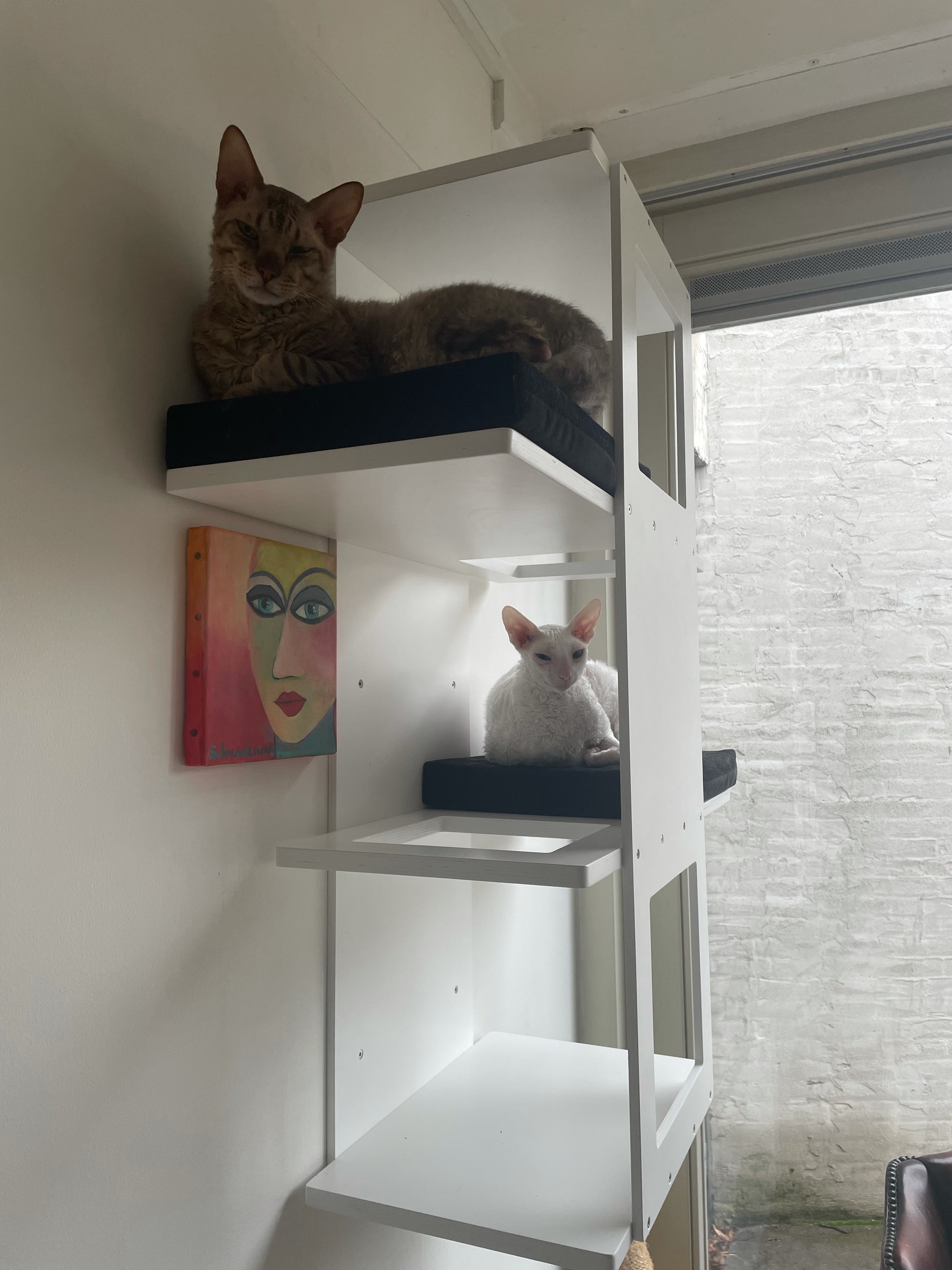 Big Cat Wall Shelf Bed - Wally BigCat Stacker - Scratchy Things Premium Pet Furniture