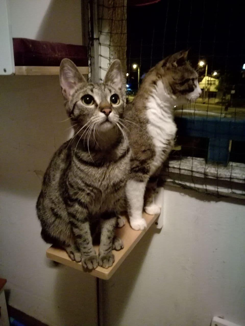 Car Wall Step Shelf - Wally 1-Step - Scratchy Things Premium Pet Furniture