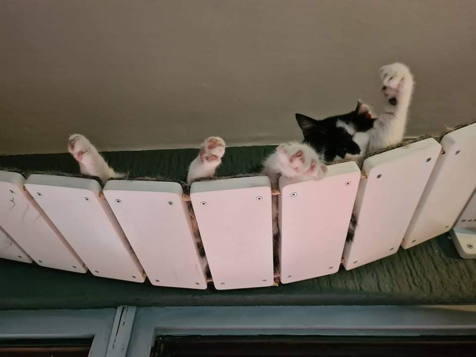 Cat Bridge Shelf Step Wide - Wally WideBridge (1Step - Flat mount) - Scratchy Things Premium Pet Furniture